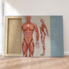 Muscular System, Anterior – educare.design Système musculaire