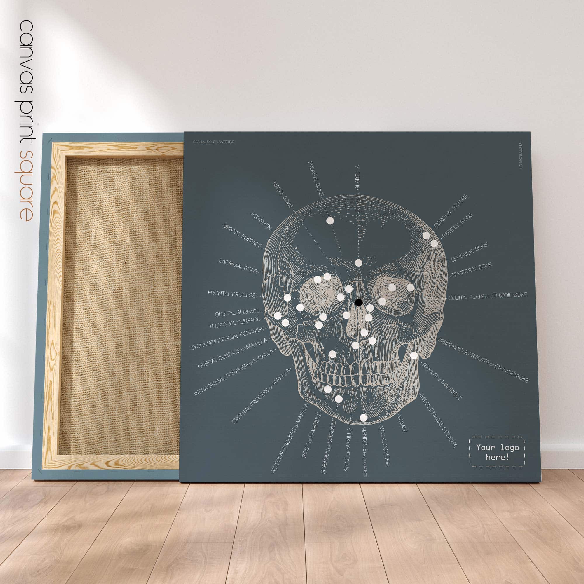 Anterior Cranial Bones