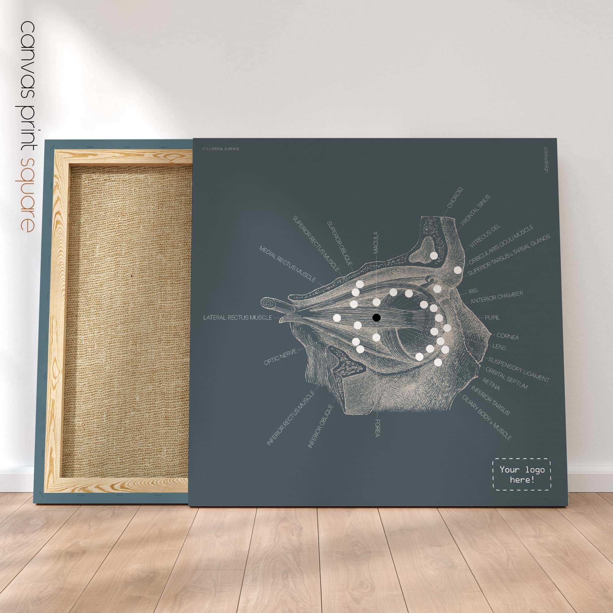 Eye, Lateral Surface. Vintage anatomy and physiology artwork from educare.design