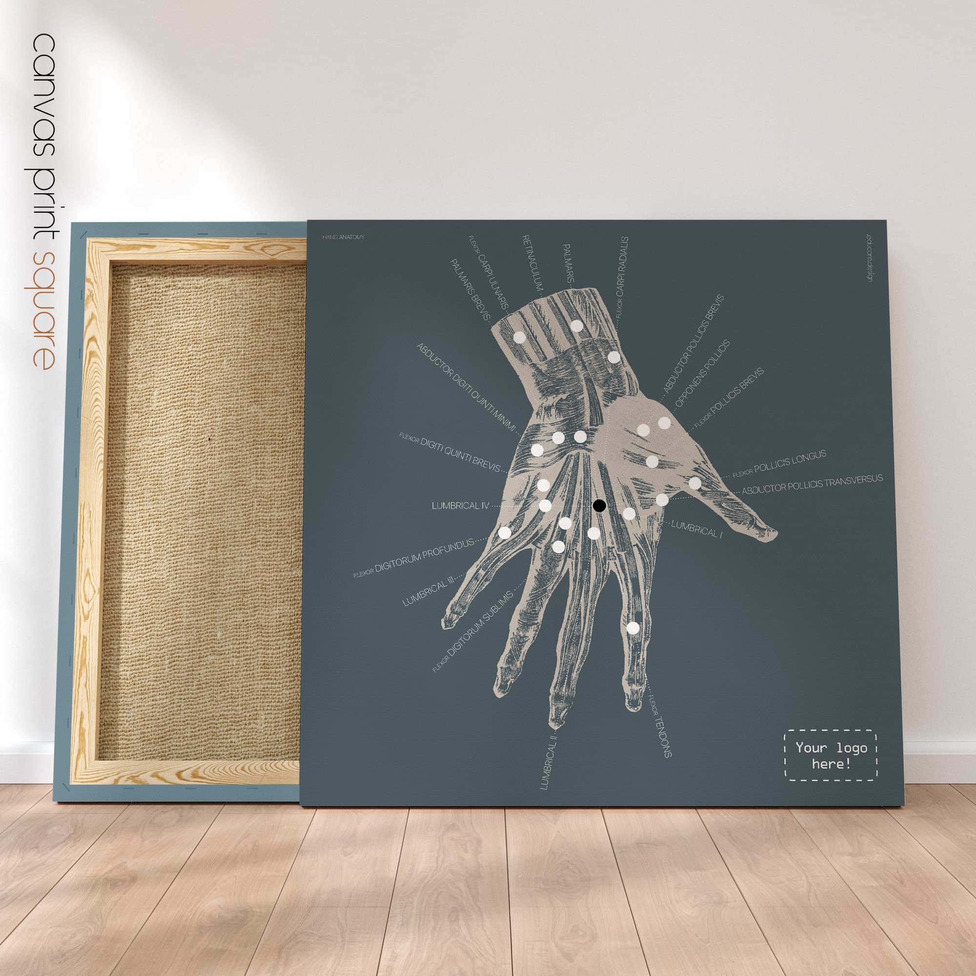 Anatomie der Hand. Klassische Anatomie von educare.design