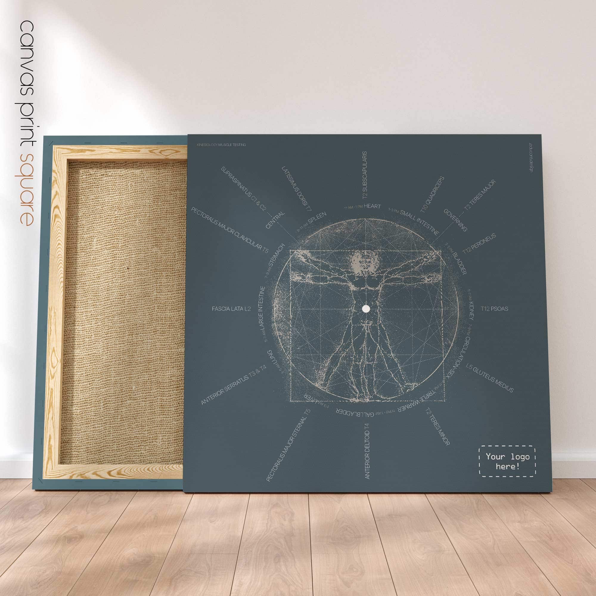 Kinesiology Muscle Testing. Vintage anatomy and physiology artwork from educare.design