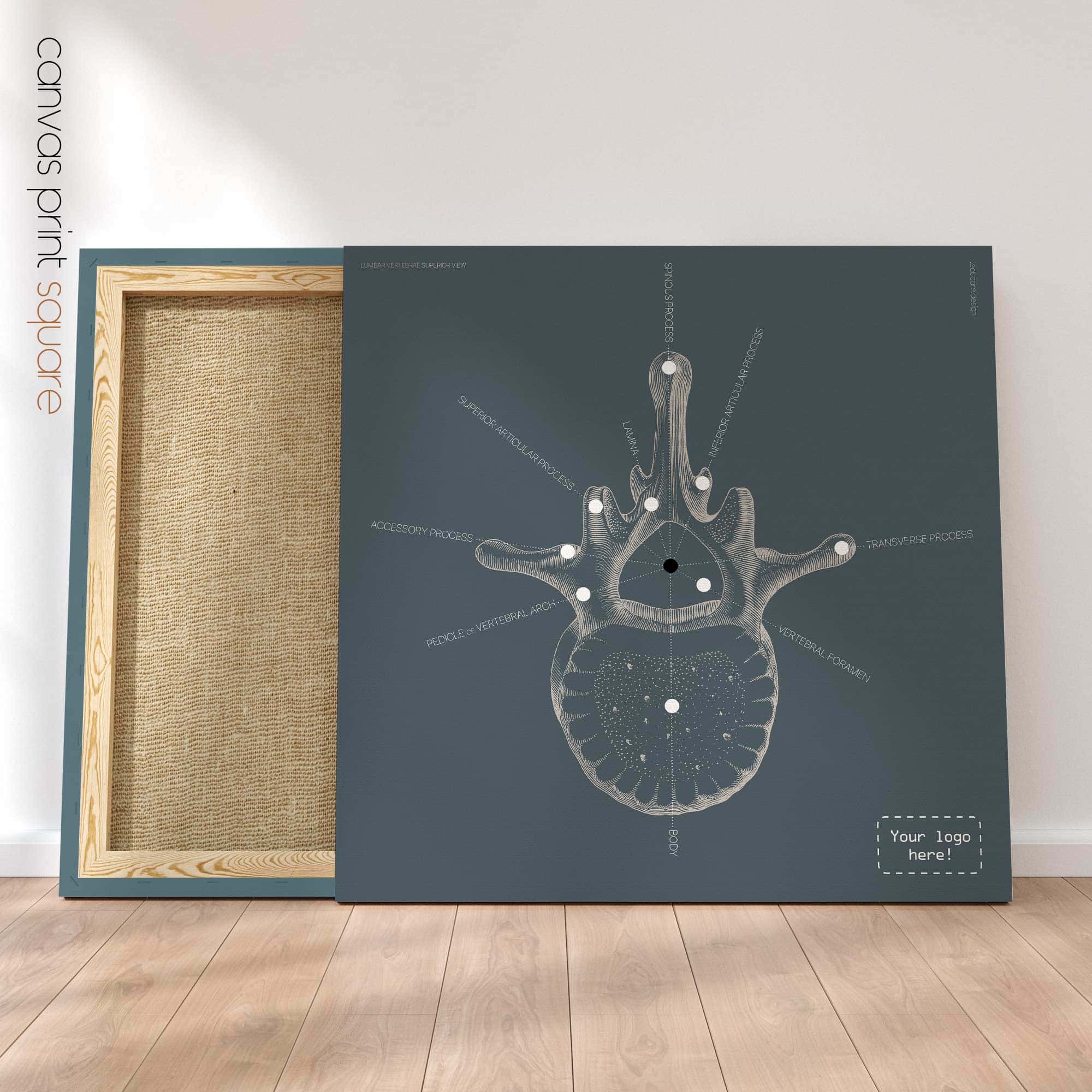 Lumbar Vertebrae. Vintage anatomy and physiology artwork from educare.design