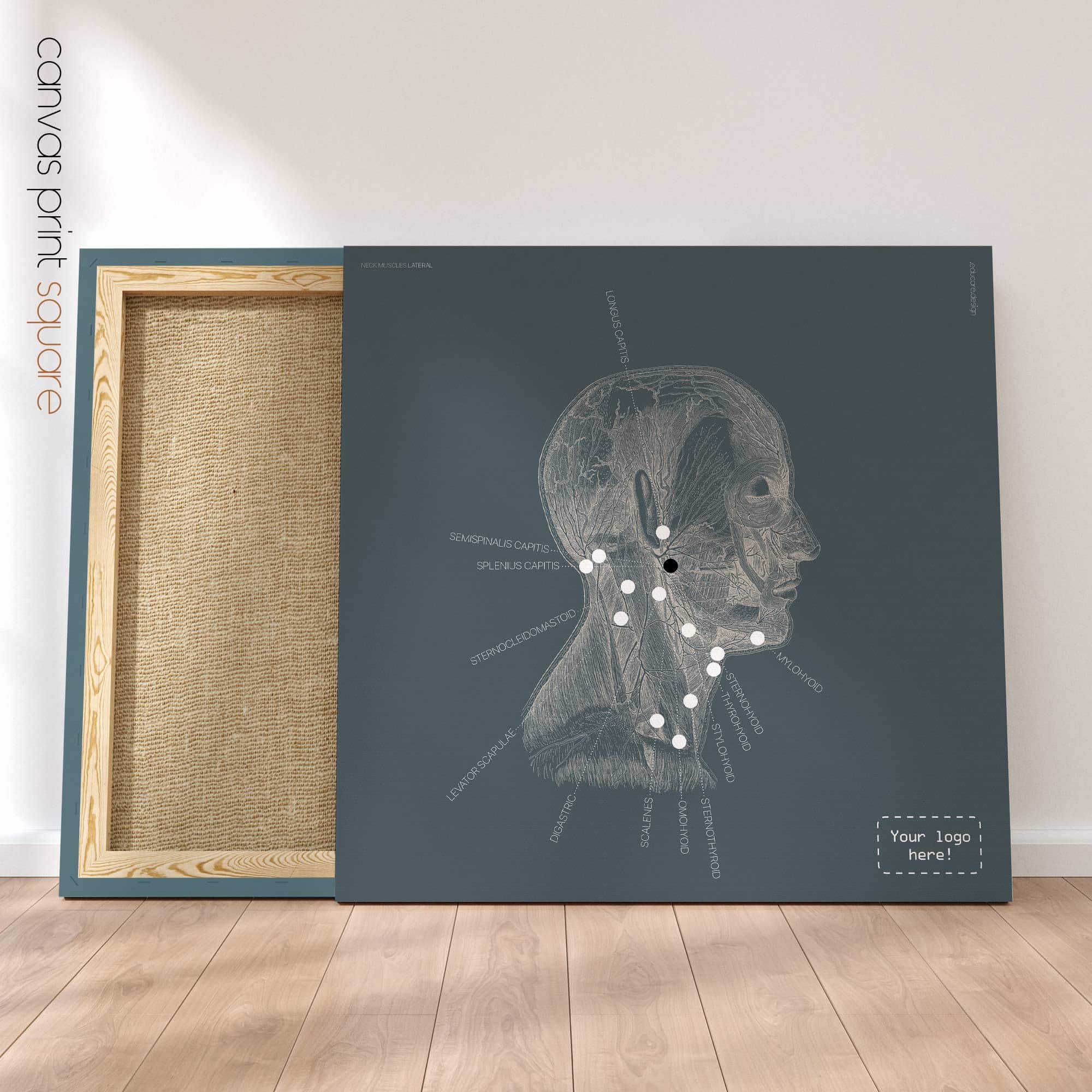 Neck Muscles, Lateral. Vintage anatomy and physiology artwork from educare.design