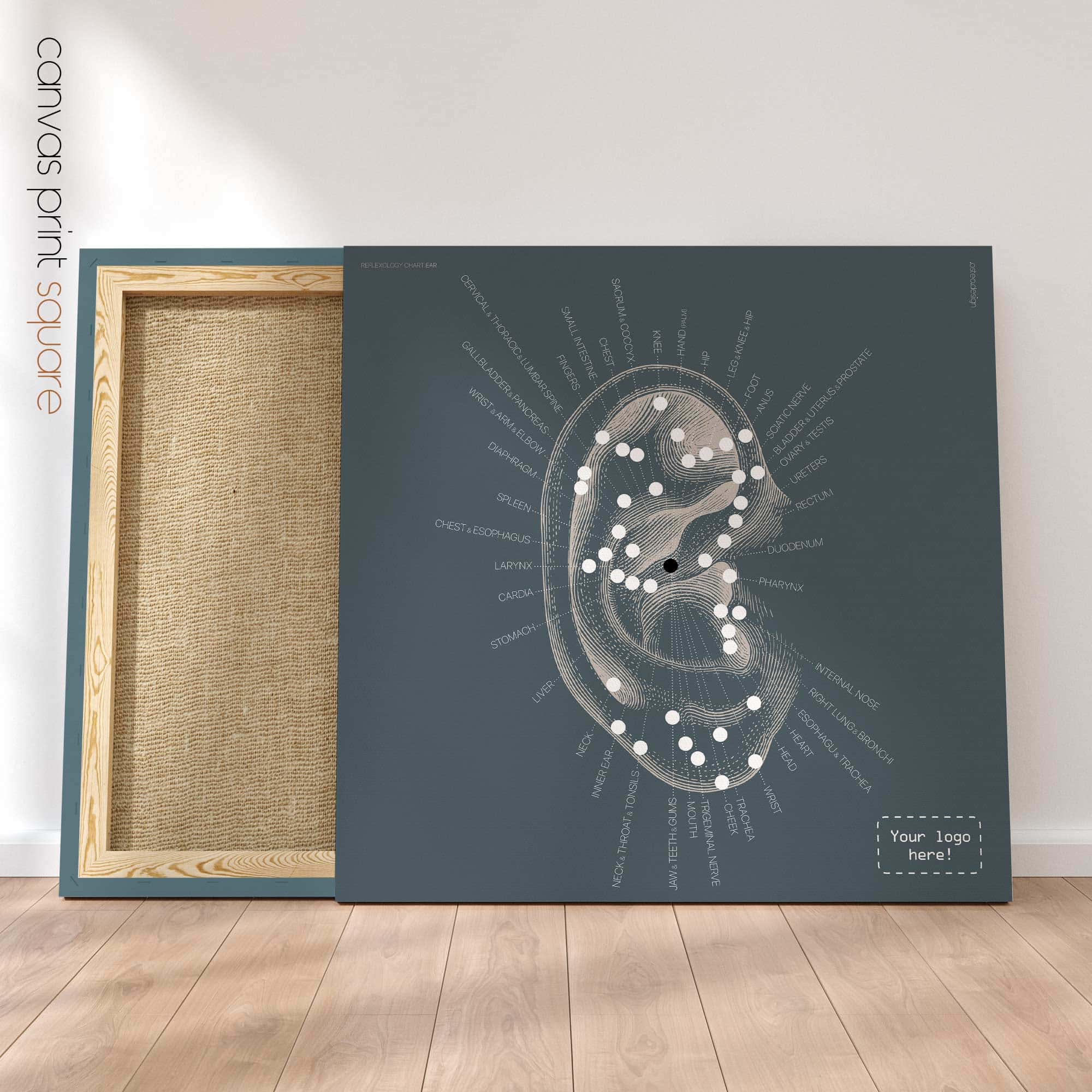 Reflexology Chart, Ear. Vintage anatomy and physiology artwork from educare.design