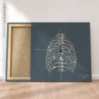 Cura delle costole umane, parte anteriore. Opere d'arte vintage di anatomia e fisiologia da educare.design