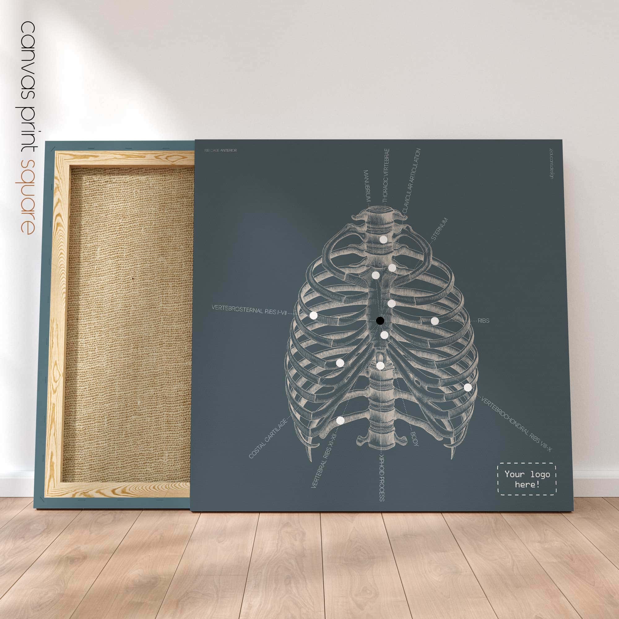 Cura delle costole umane, parte anteriore. Opere d'arte vintage di anatomia e fisiologia da educare.design