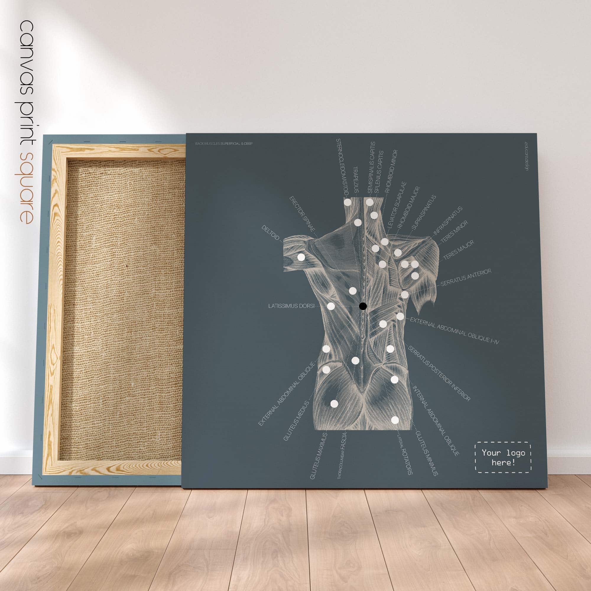 Posterior Muscle Anatomy