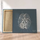 Nervi cranici, sezione trasversale. Anatomia d'epoca da educare.design