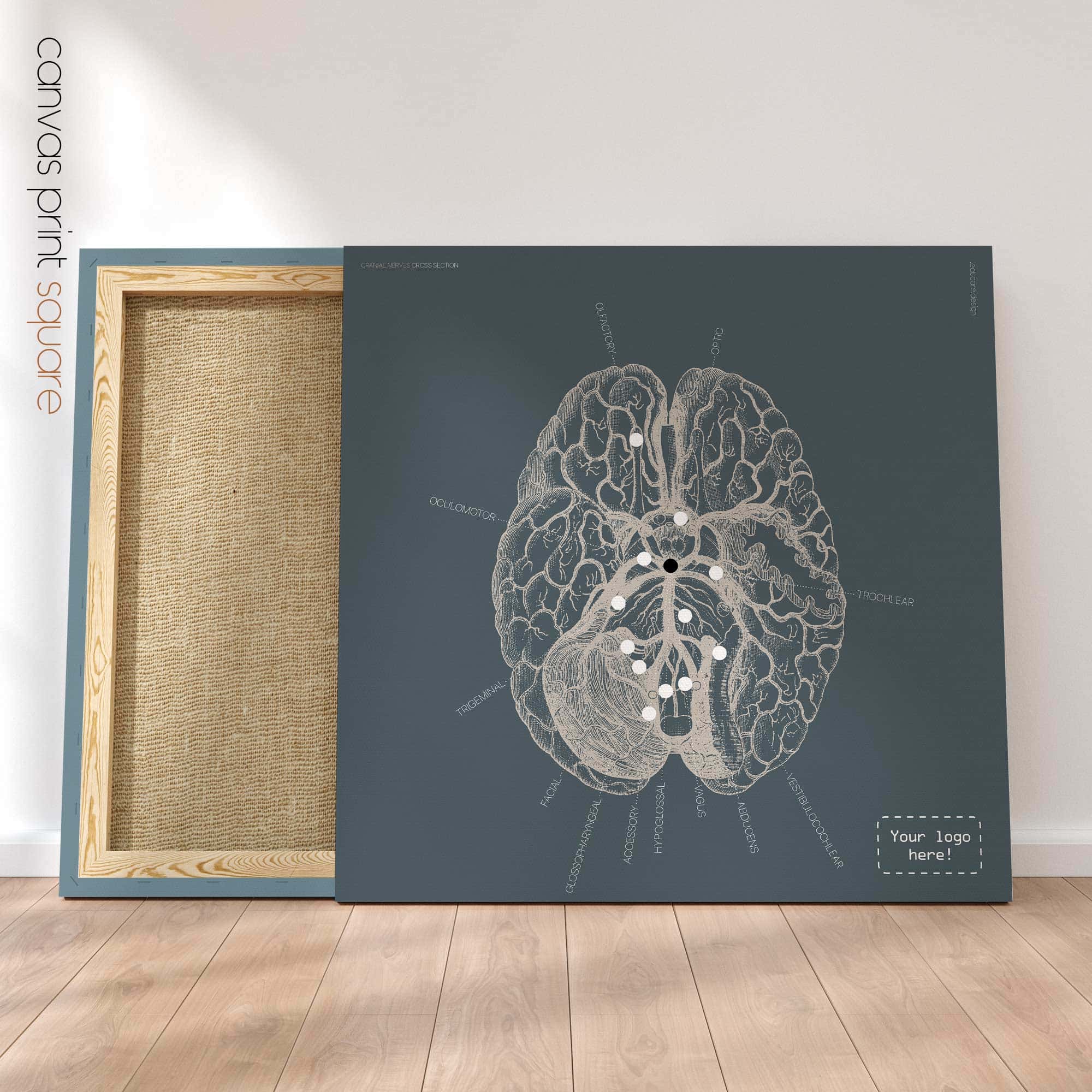 Nervi cranici, sezione trasversale. Anatomia d'epoca da educare.design