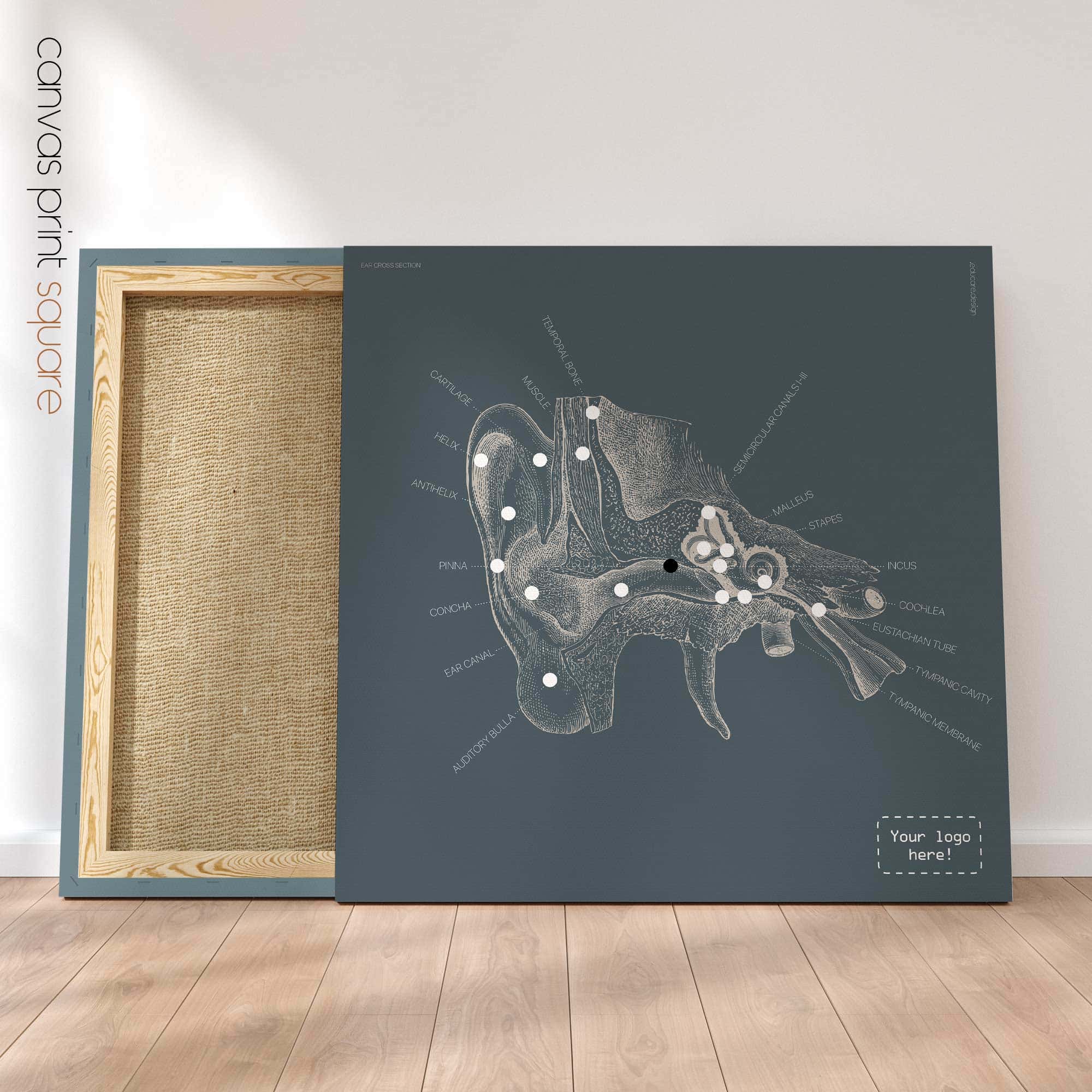 Orecchio, sezione trasversale. Anatomia d'epoca da educare.design