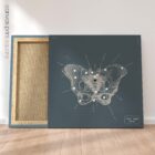 Anatomy of the pelvis