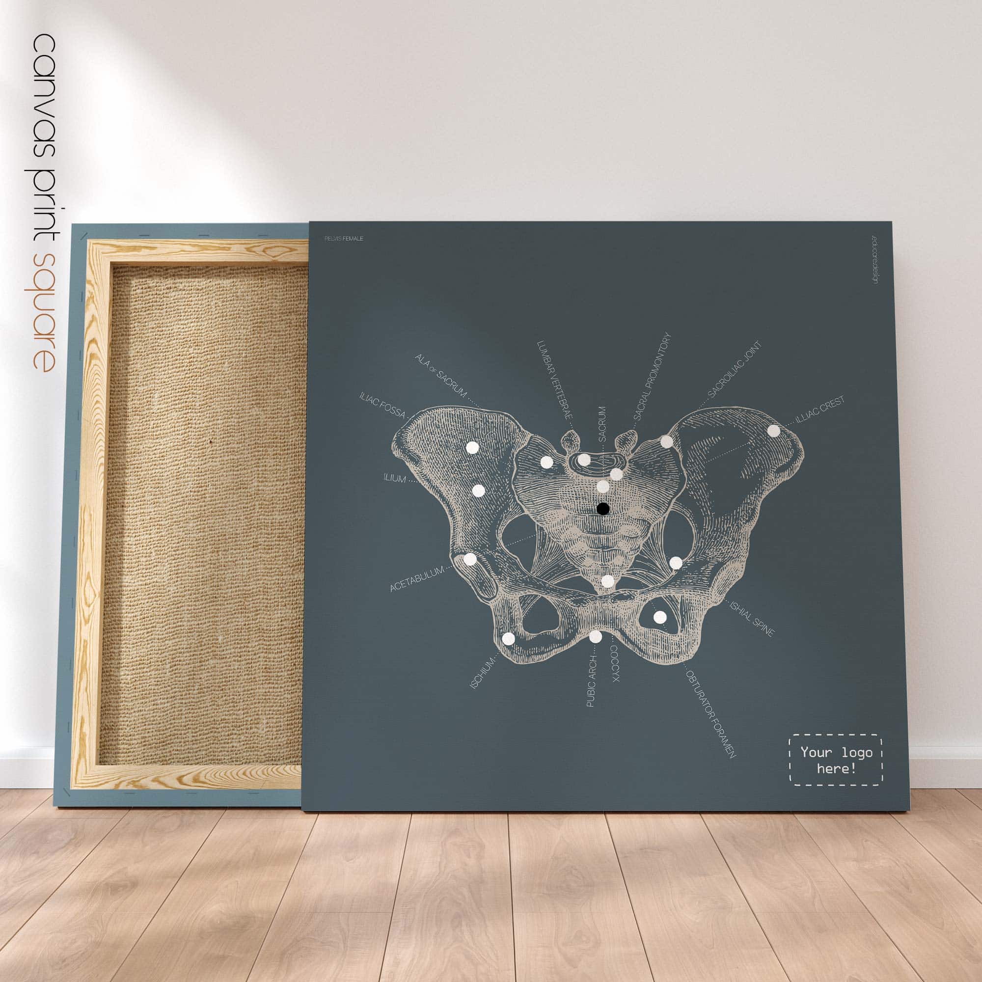 Anatomy of the pelvis