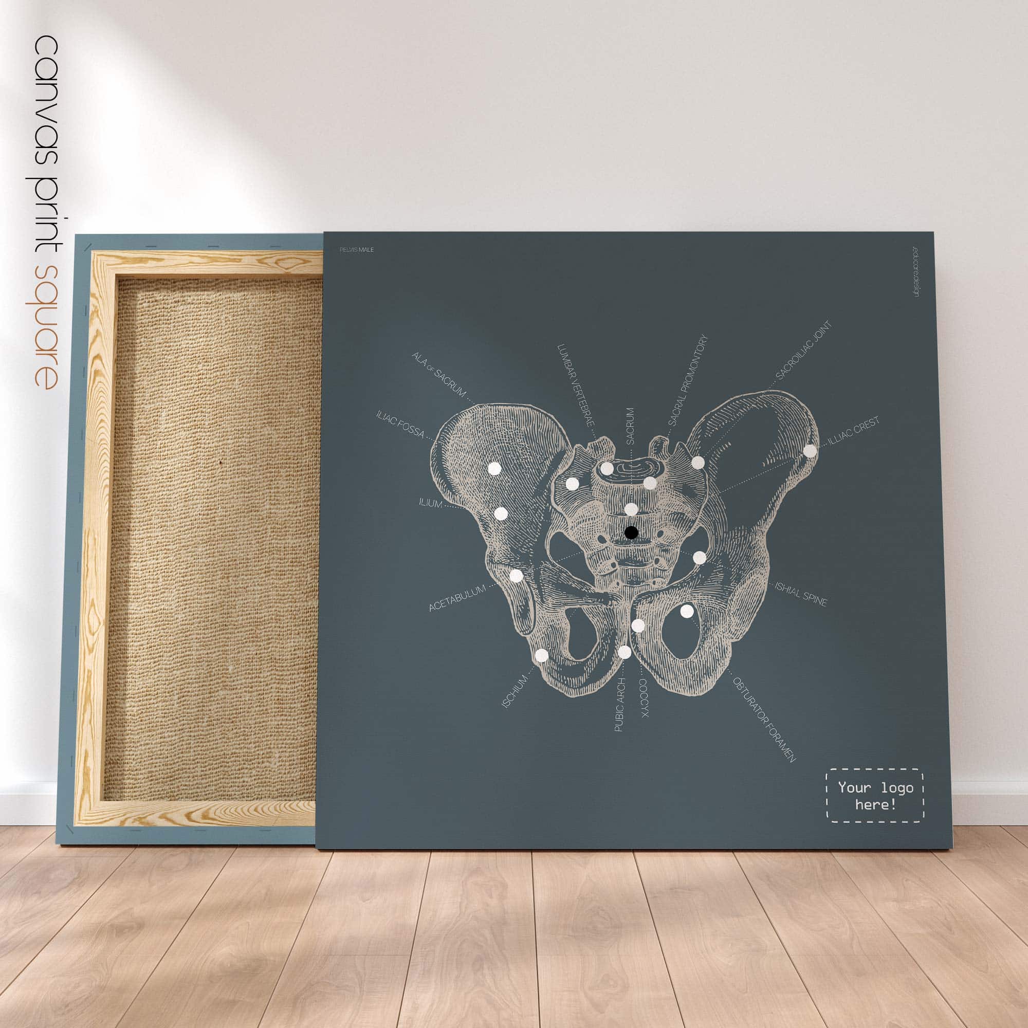 Anatomy of the pelvis