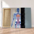 Système cardiovasculaire - dessin de educare.design