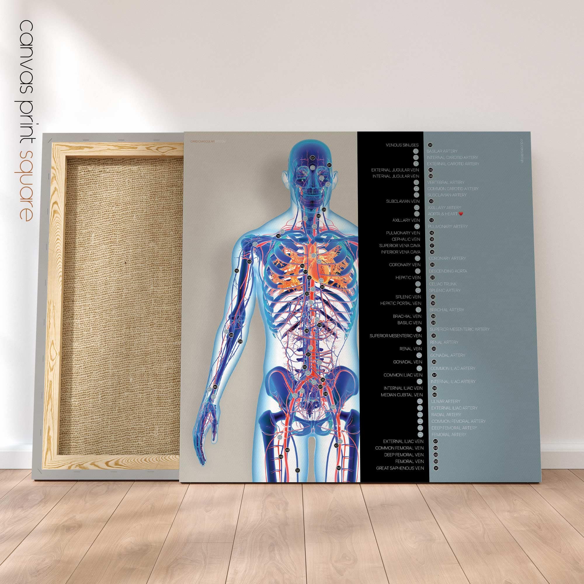 Système cardiovasculaire - dessin de educare.design