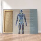 Systèmes circulatoire et nerveux. Dessin d'anatomie et de physiologie d'educare.design