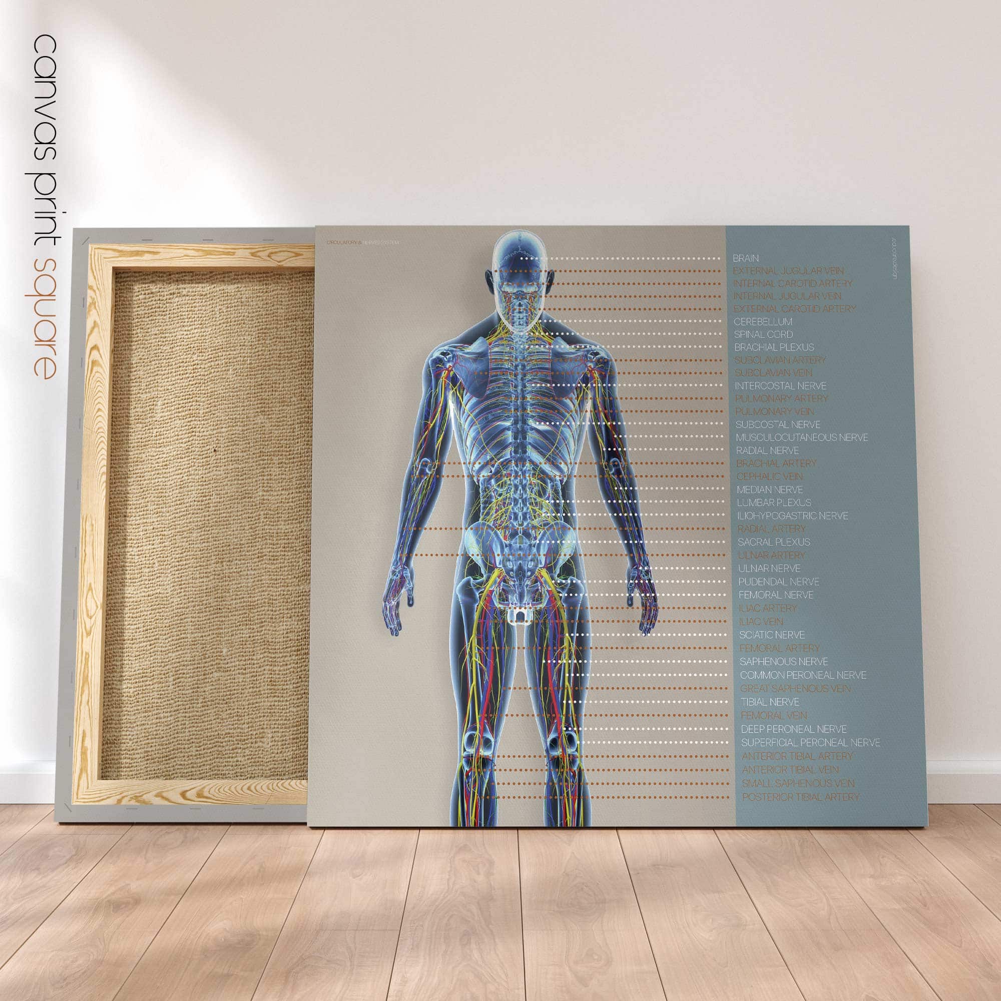 Circulatory and Nerves Systems. Anatomy and physiology artwork from educare.design