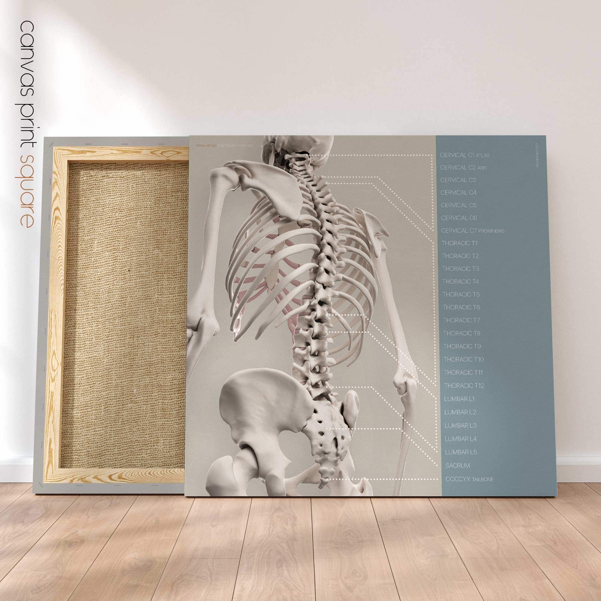 Spinal Motion and controlled physiology. Educational healthcare design from educare.design