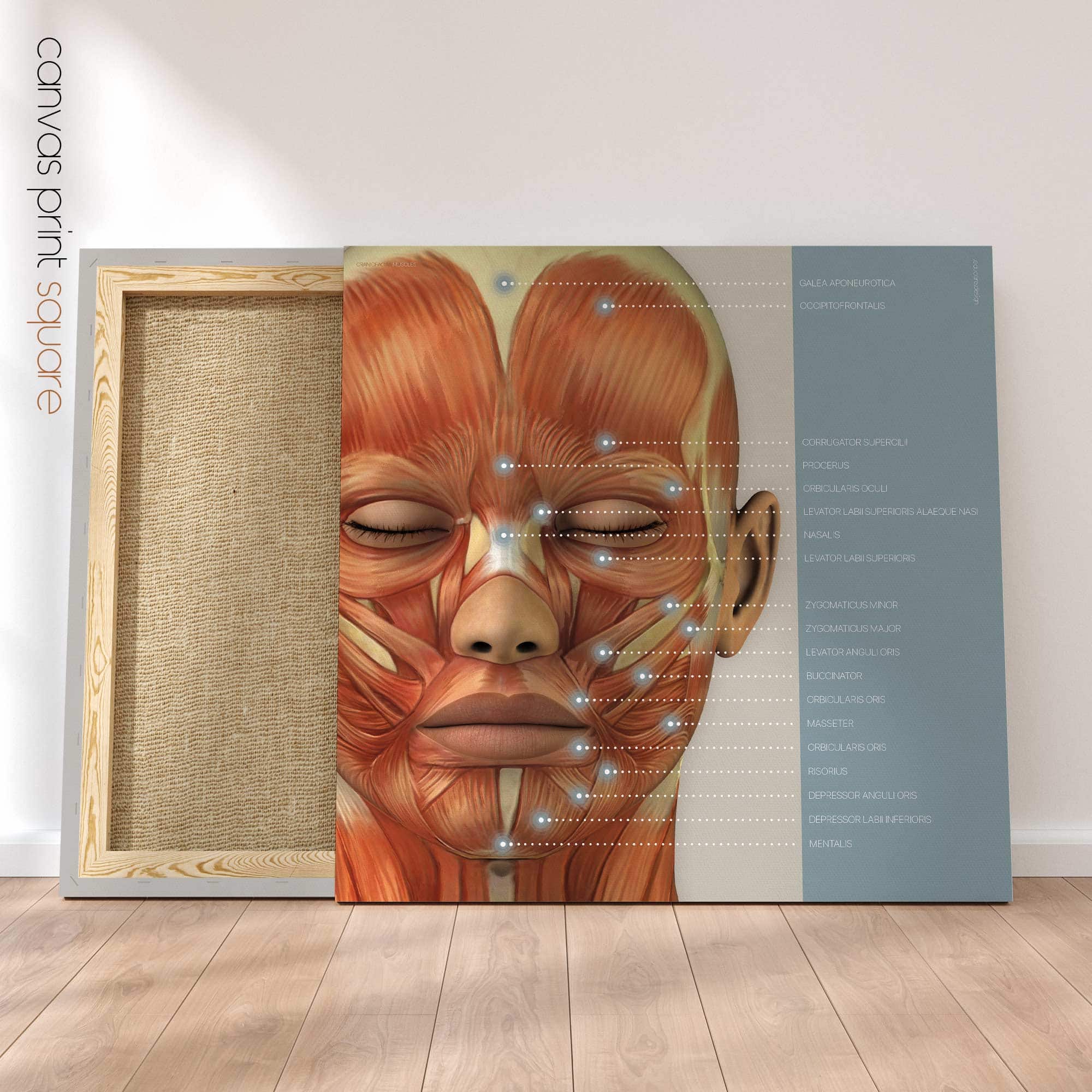 Muscles cranio-faciaux. Dessin d'anatomie et de physiologie d'educare.design