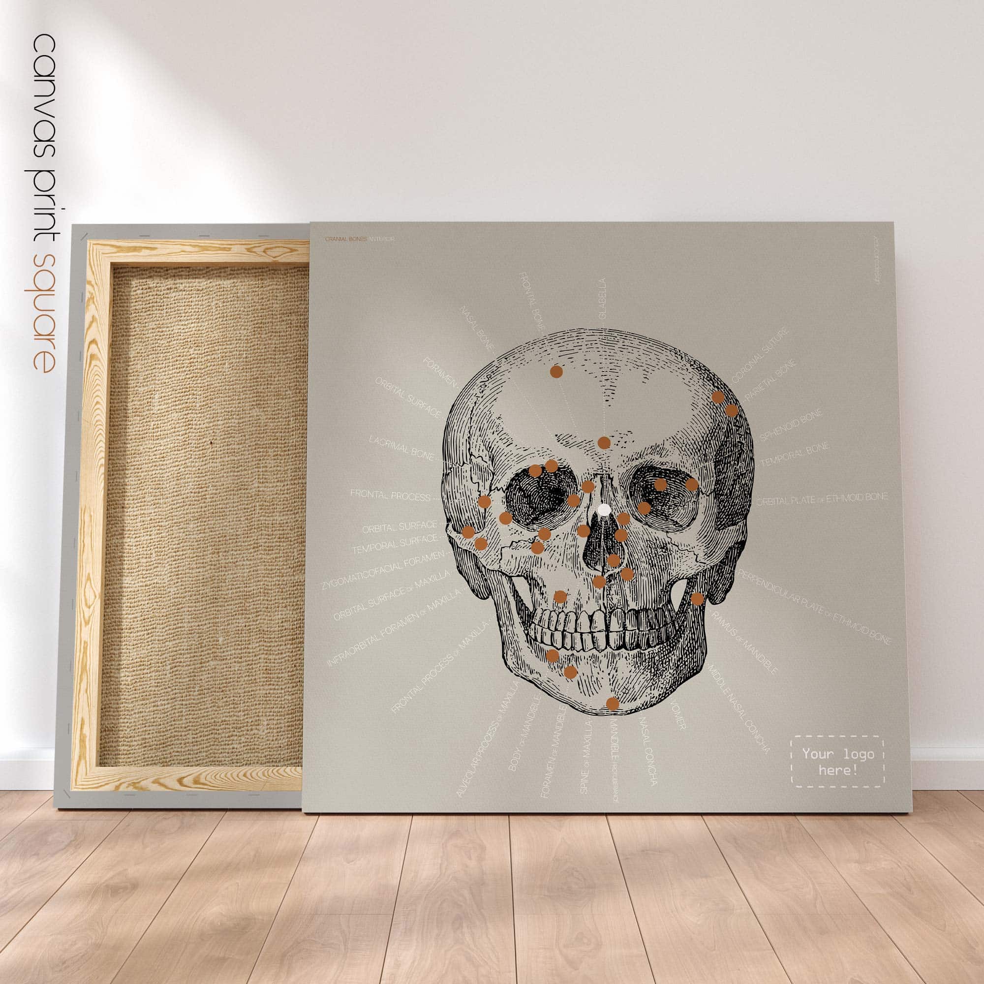 Anterior Cranial Bones