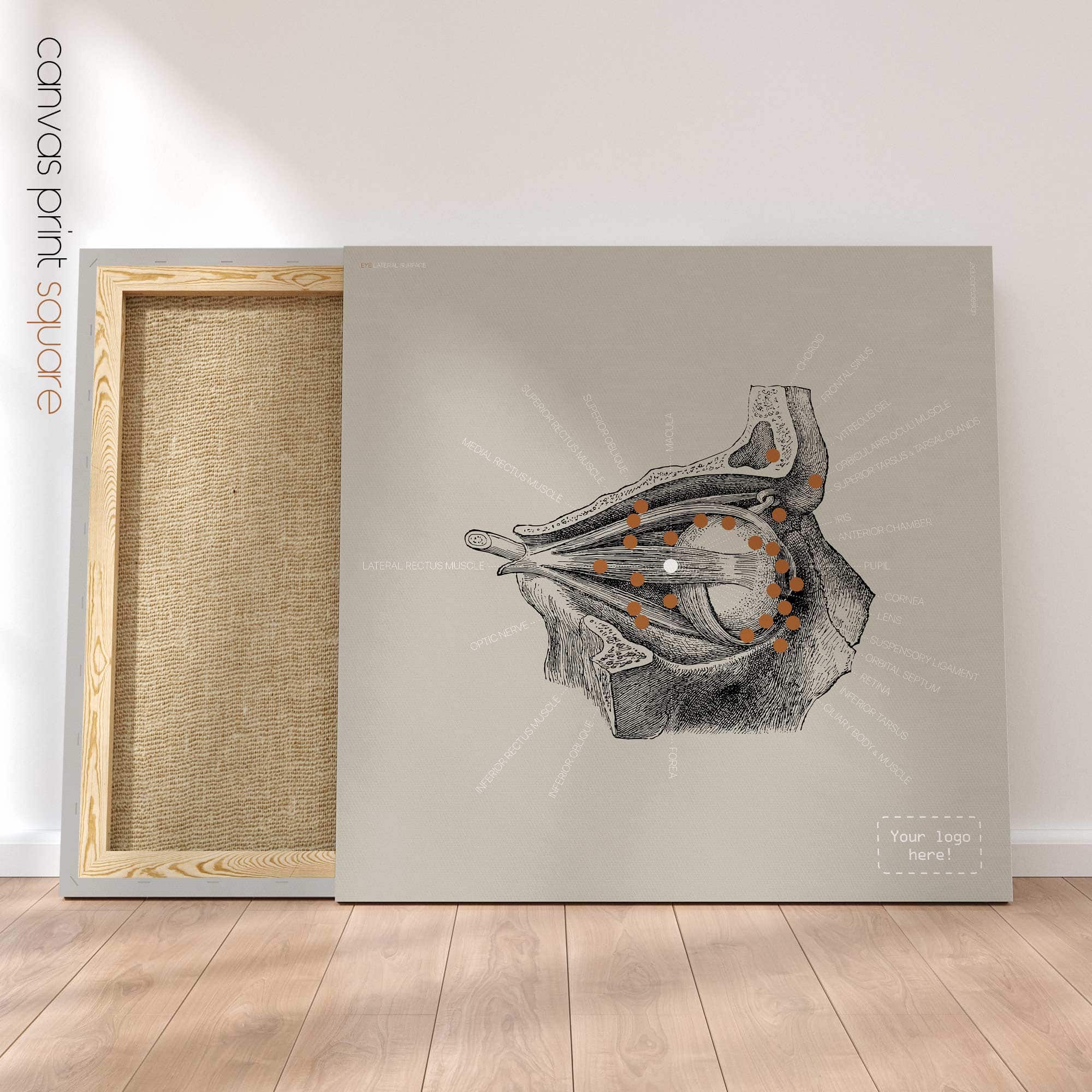 Eye, Lateral Surface. Vintage anatomy and physiology artwork from educare.design