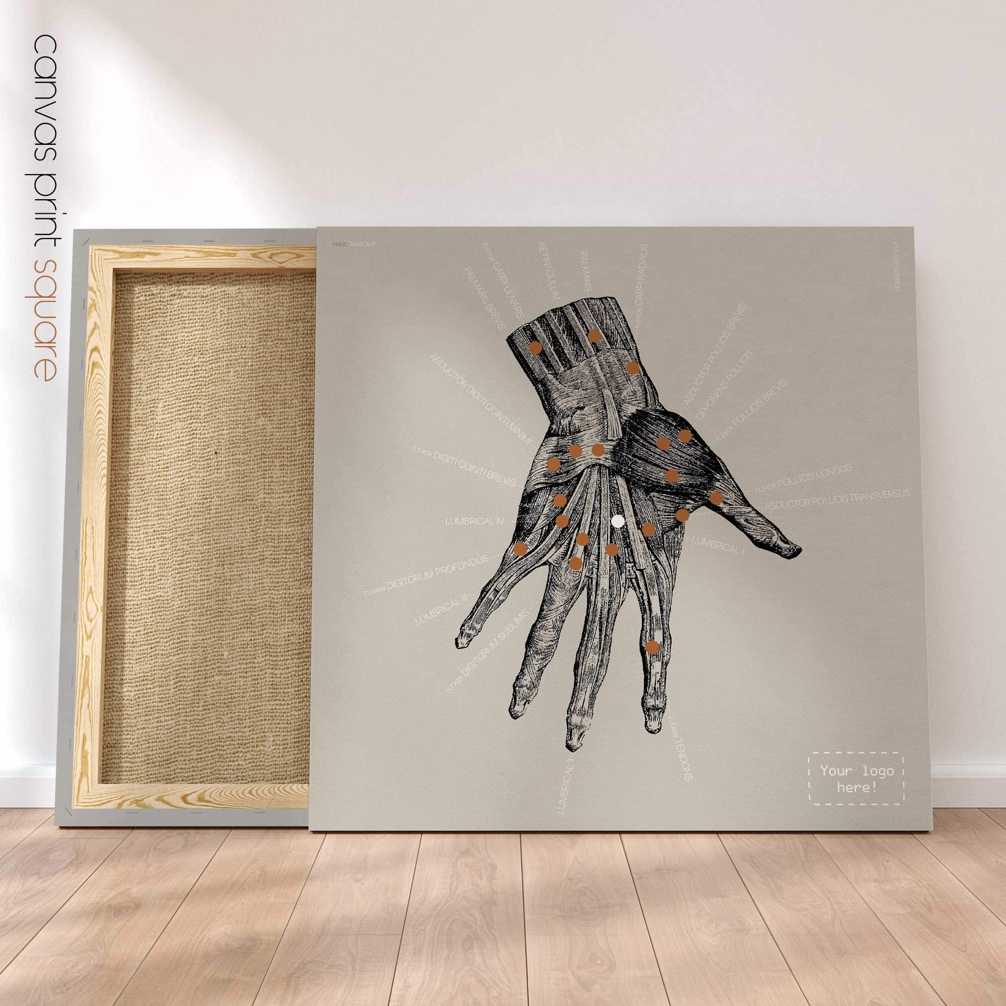 Anatomie der Hand. Klassische Anatomie von educare.design