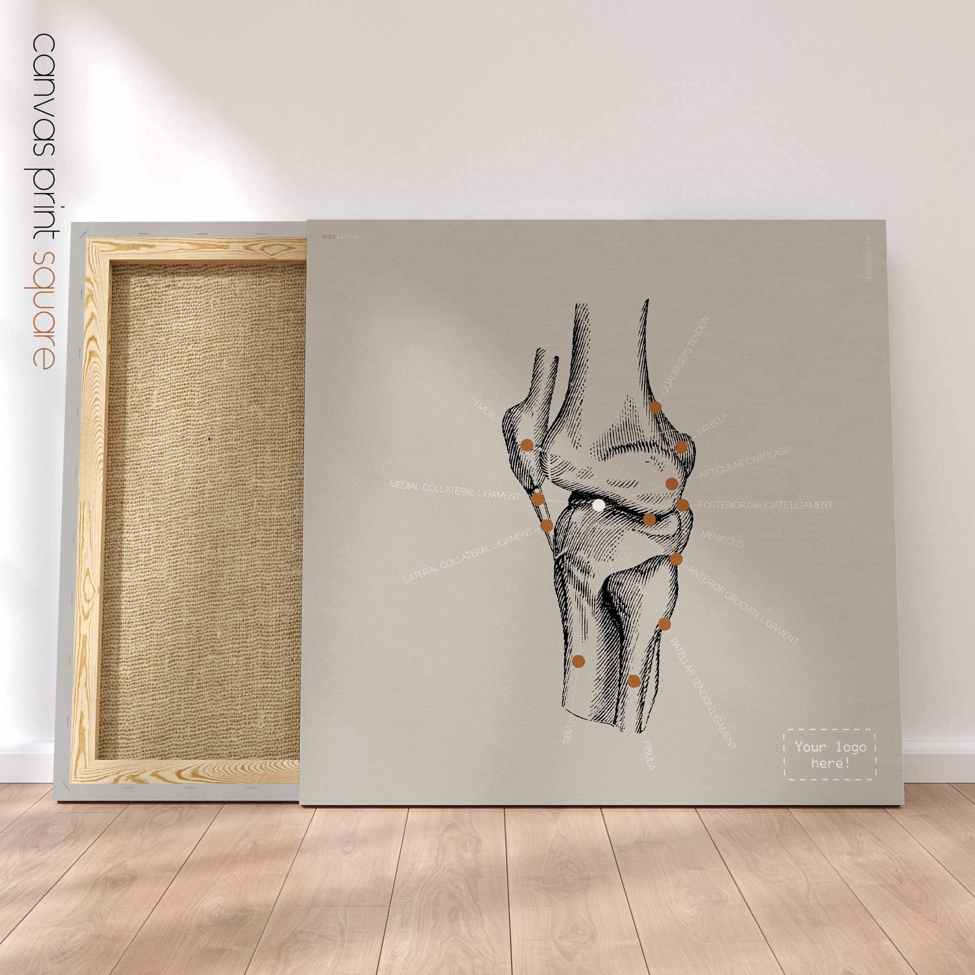 Genou humain, vue latérale. Œuvre d'art vintage sur l'anatomie et la physiologie d'educare.design