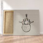 Lumbar Vertebrae. Vintage anatomy and physiology artwork from educare.design