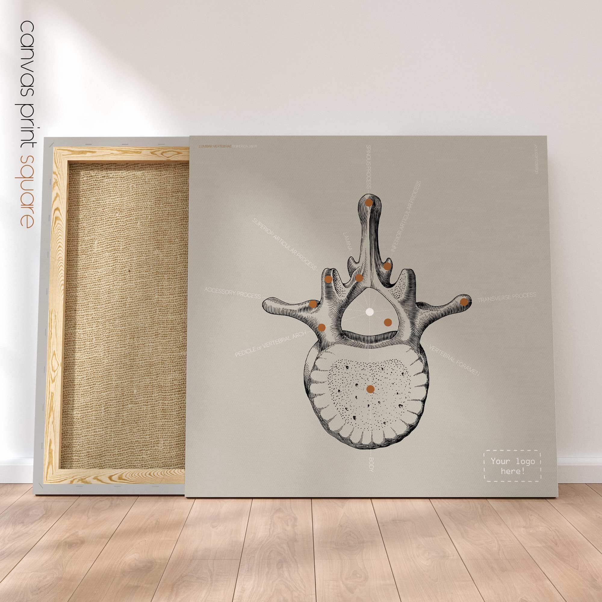 Lumbar Vertebrae. Vintage anatomy and physiology artwork from educare.design