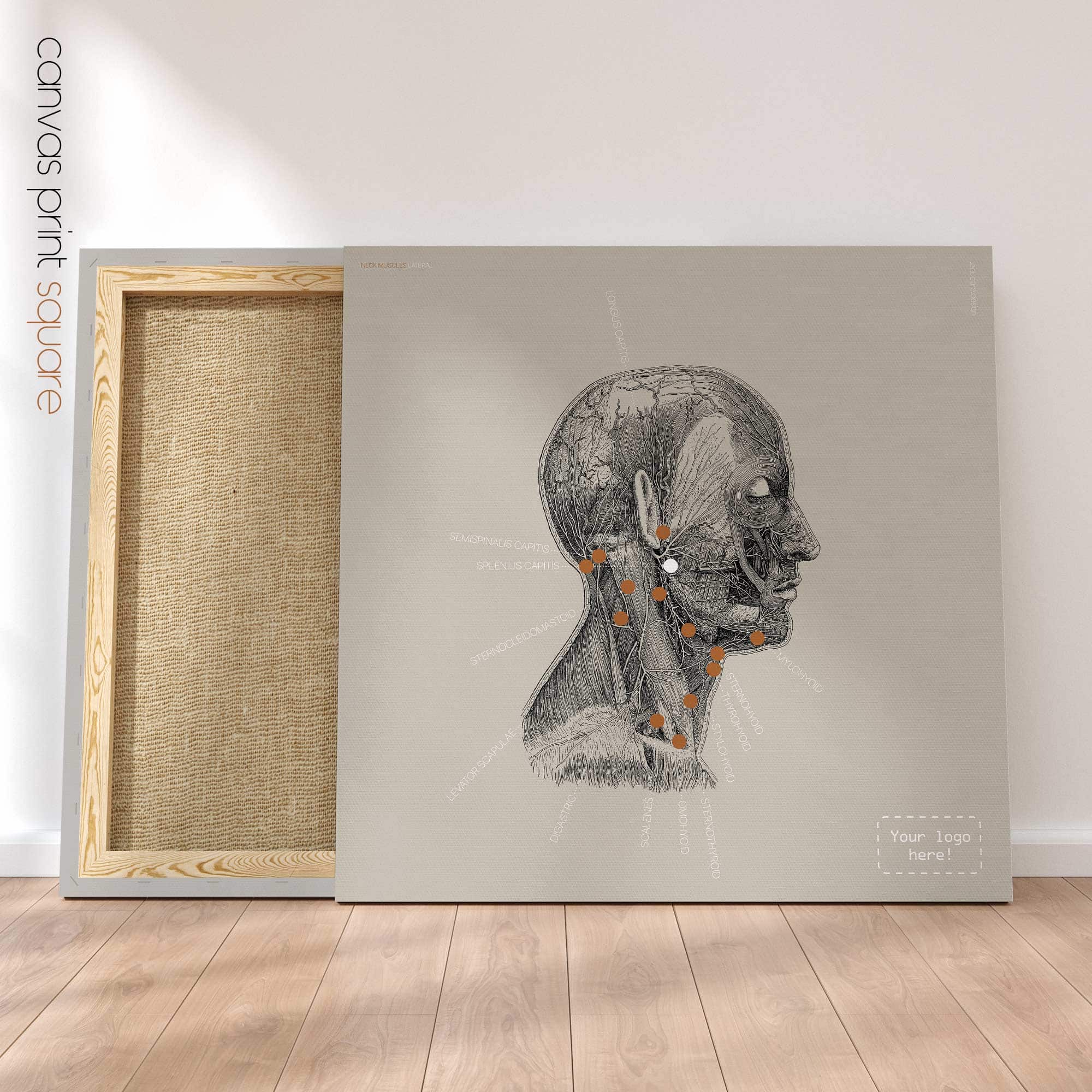 Neck Muscles, Lateral. Vintage anatomy and physiology artwork from educare.design