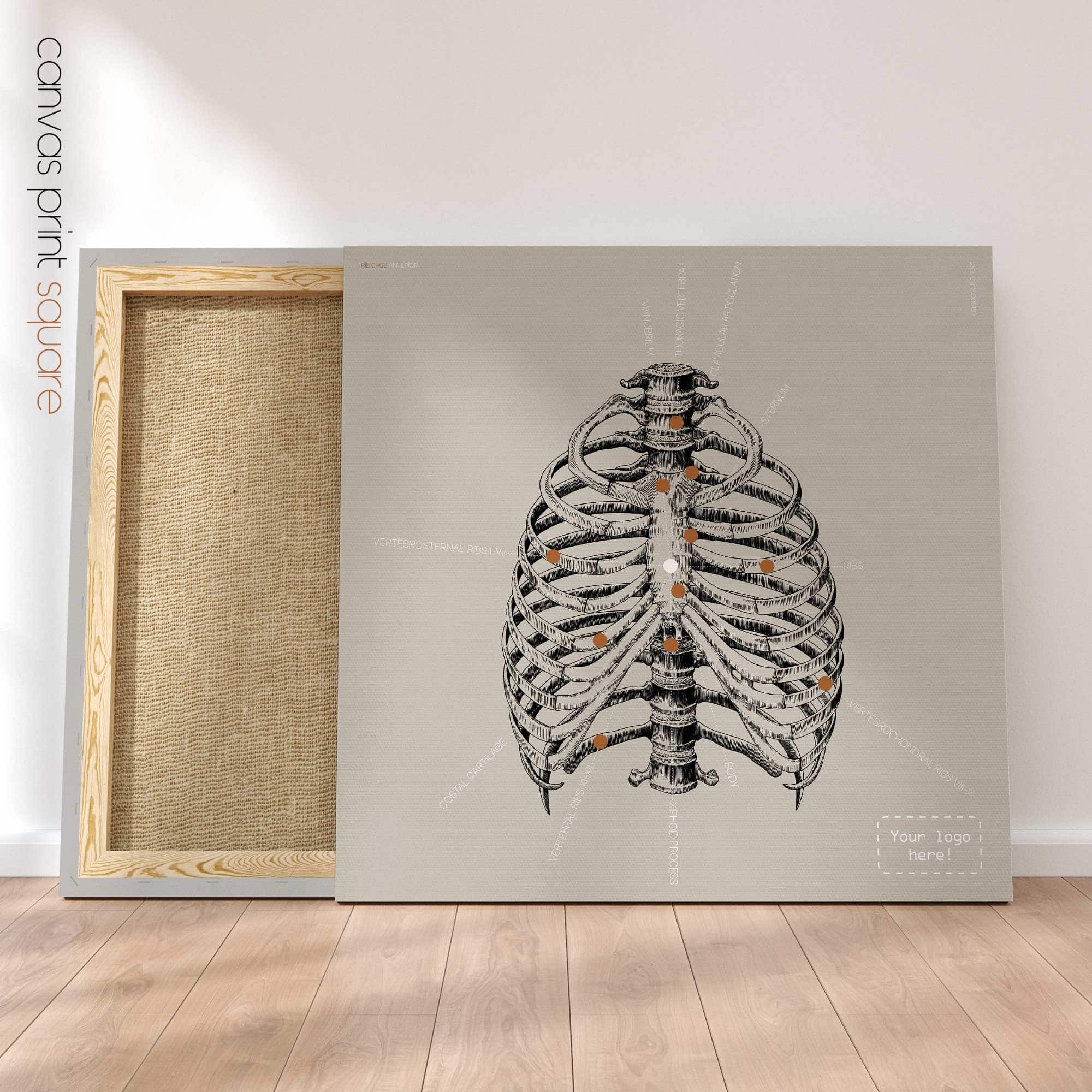 Cura delle costole umane, parte anteriore. Opere d'arte vintage di anatomia e fisiologia da educare.design