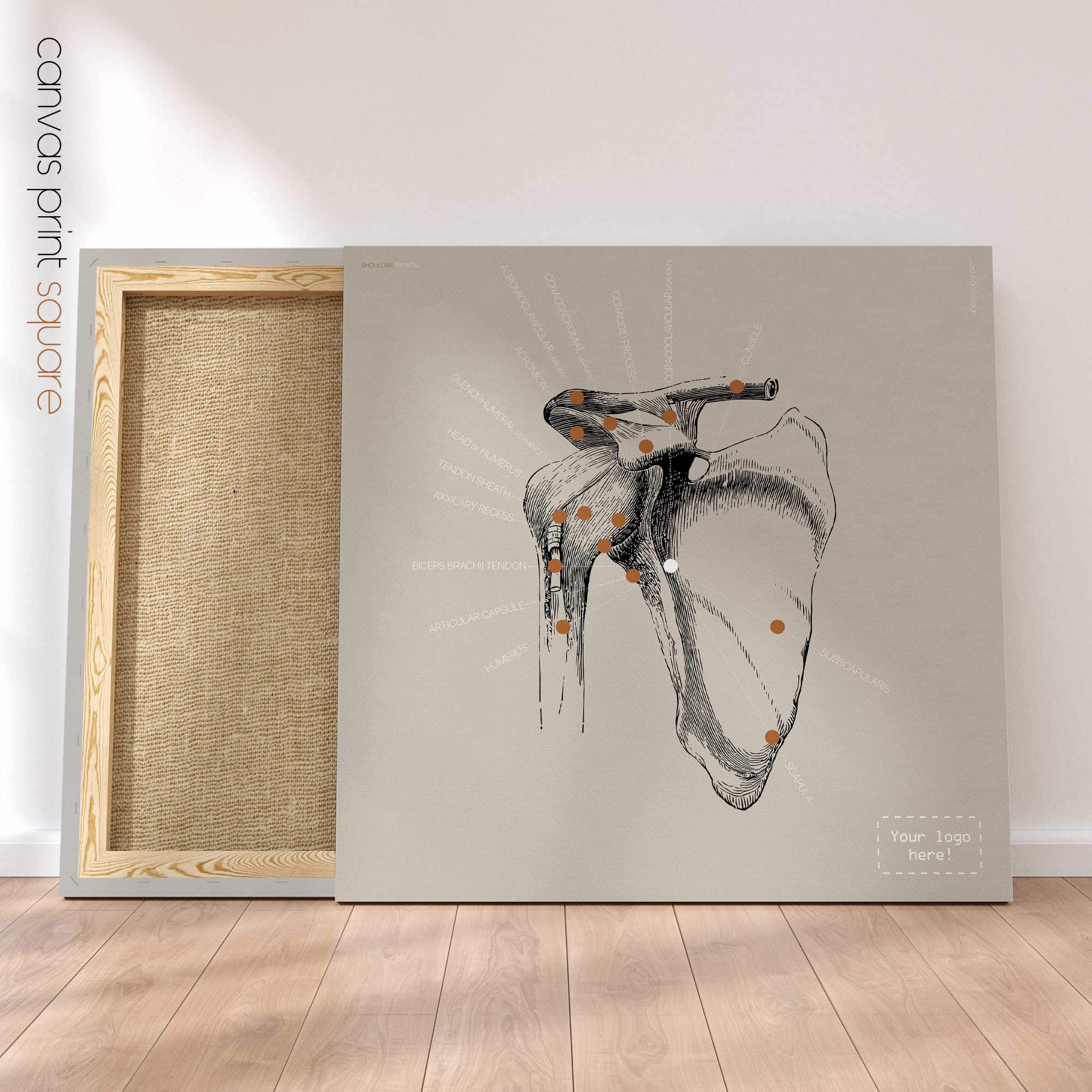 Human Shoulder, Frontal view. Vintage anatomy and physiology artwork from educare.design