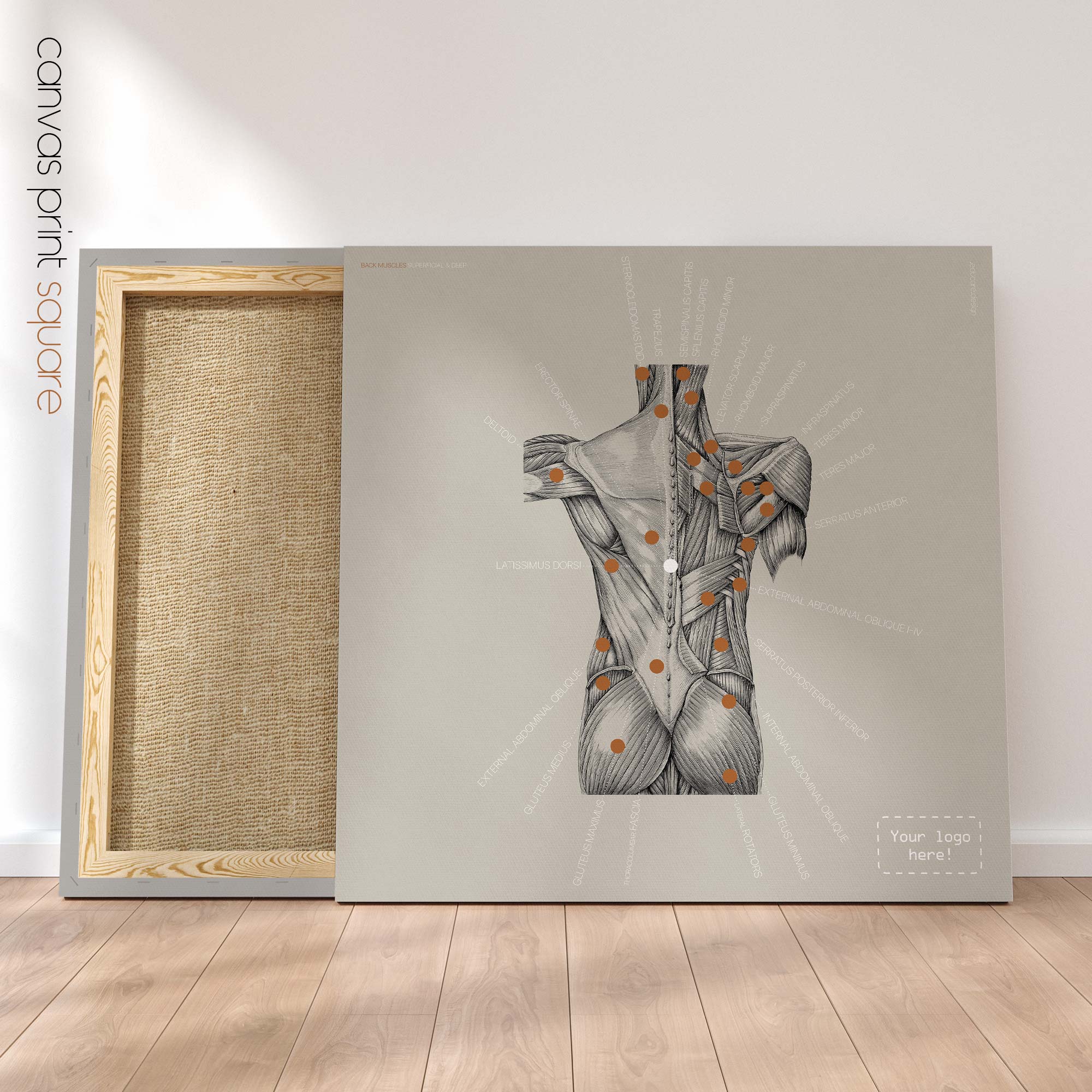 Posterior Muscle Anatomy