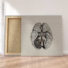 Nervi cranici, sezione trasversale. Anatomia d'epoca da educare.design