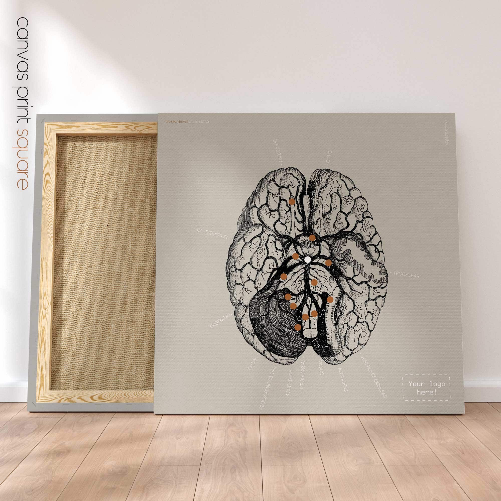 Nervi cranici, sezione trasversale. Anatomia d'epoca da educare.design