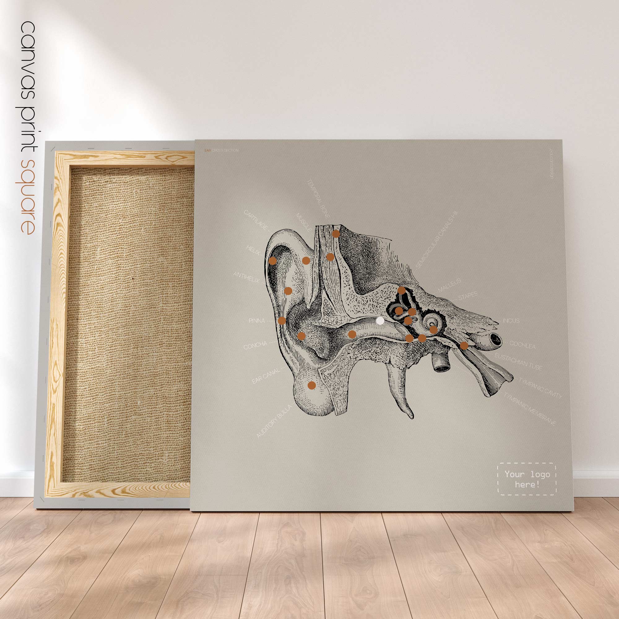 Orecchio, sezione trasversale. Anatomia d'epoca da educare.design