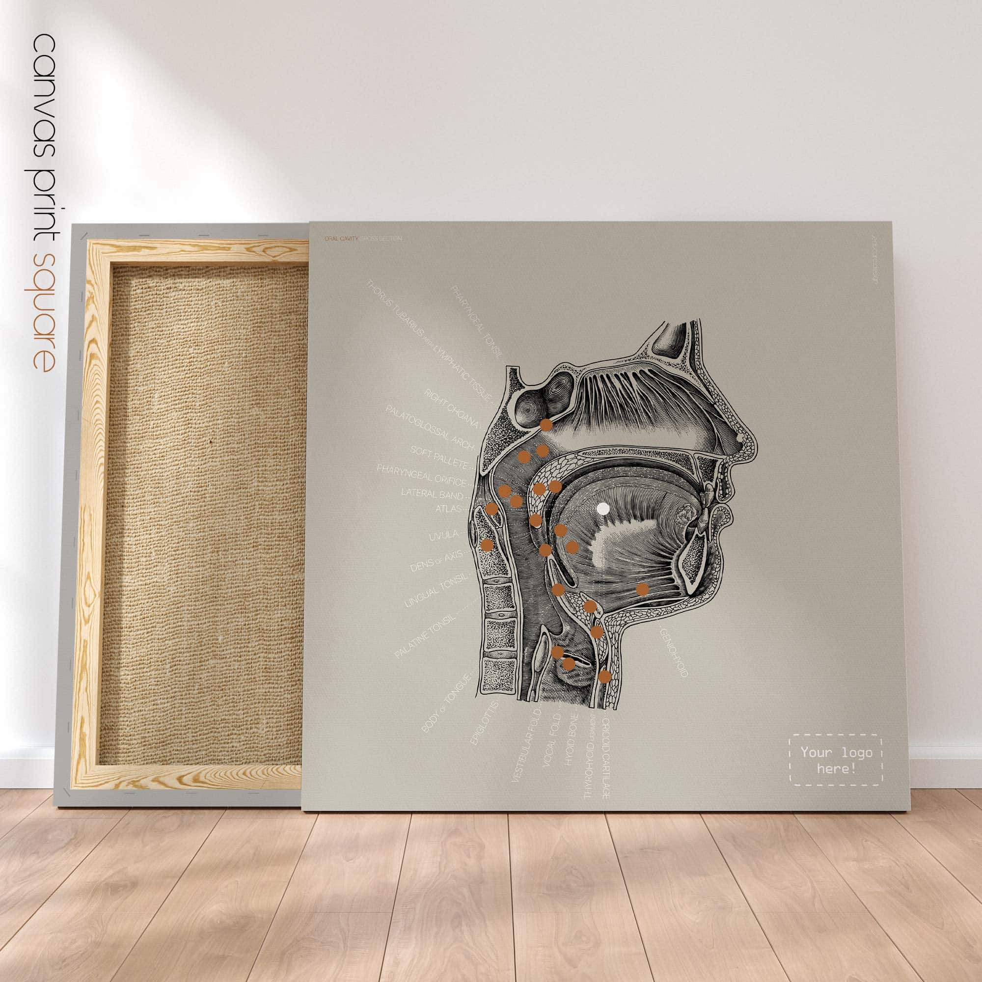 Oral Cavity, Cross section — Anatomy Chart