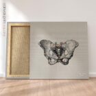 Anatomy of the pelvis