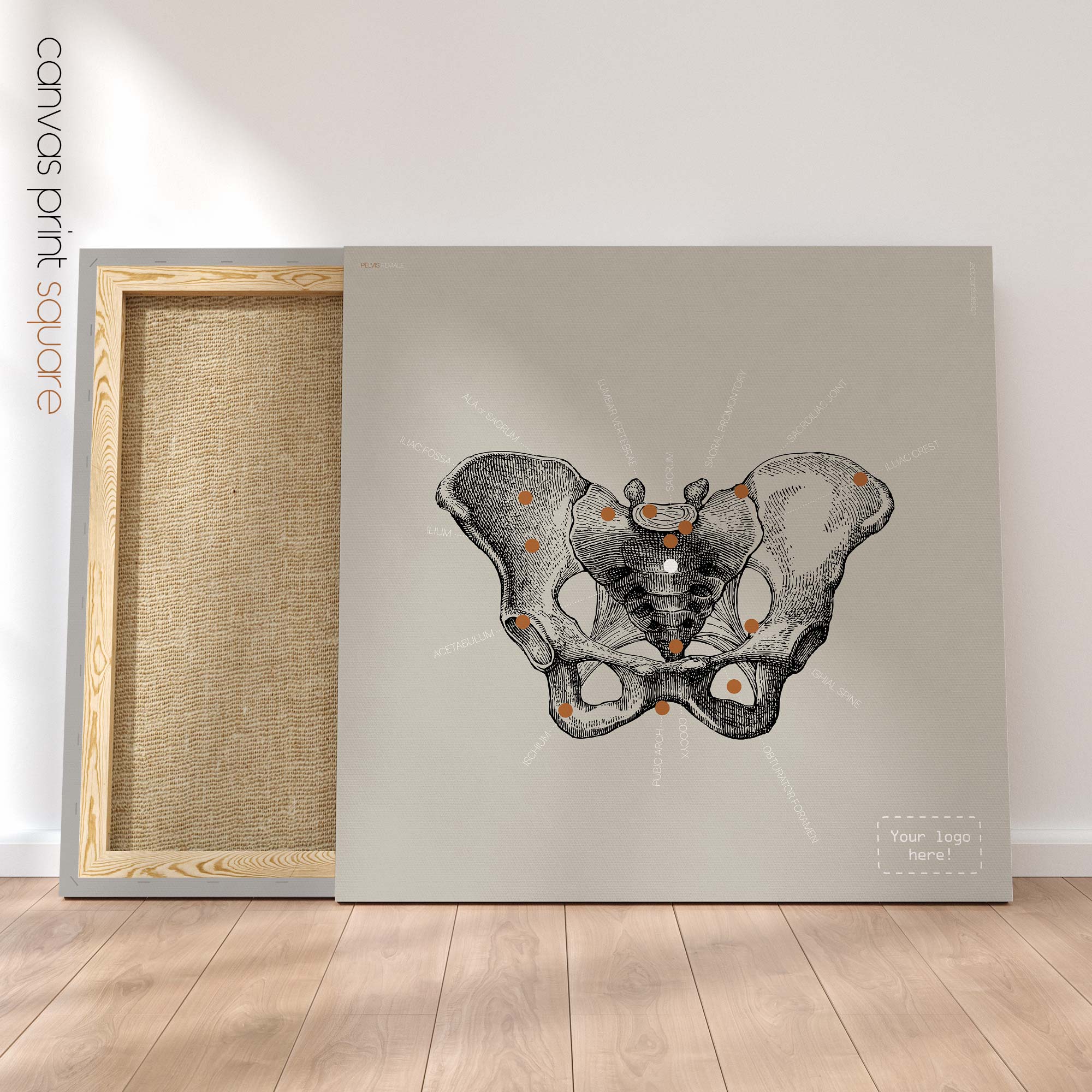 Anatomy of the pelvis