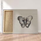 Anatomy of the pelvis