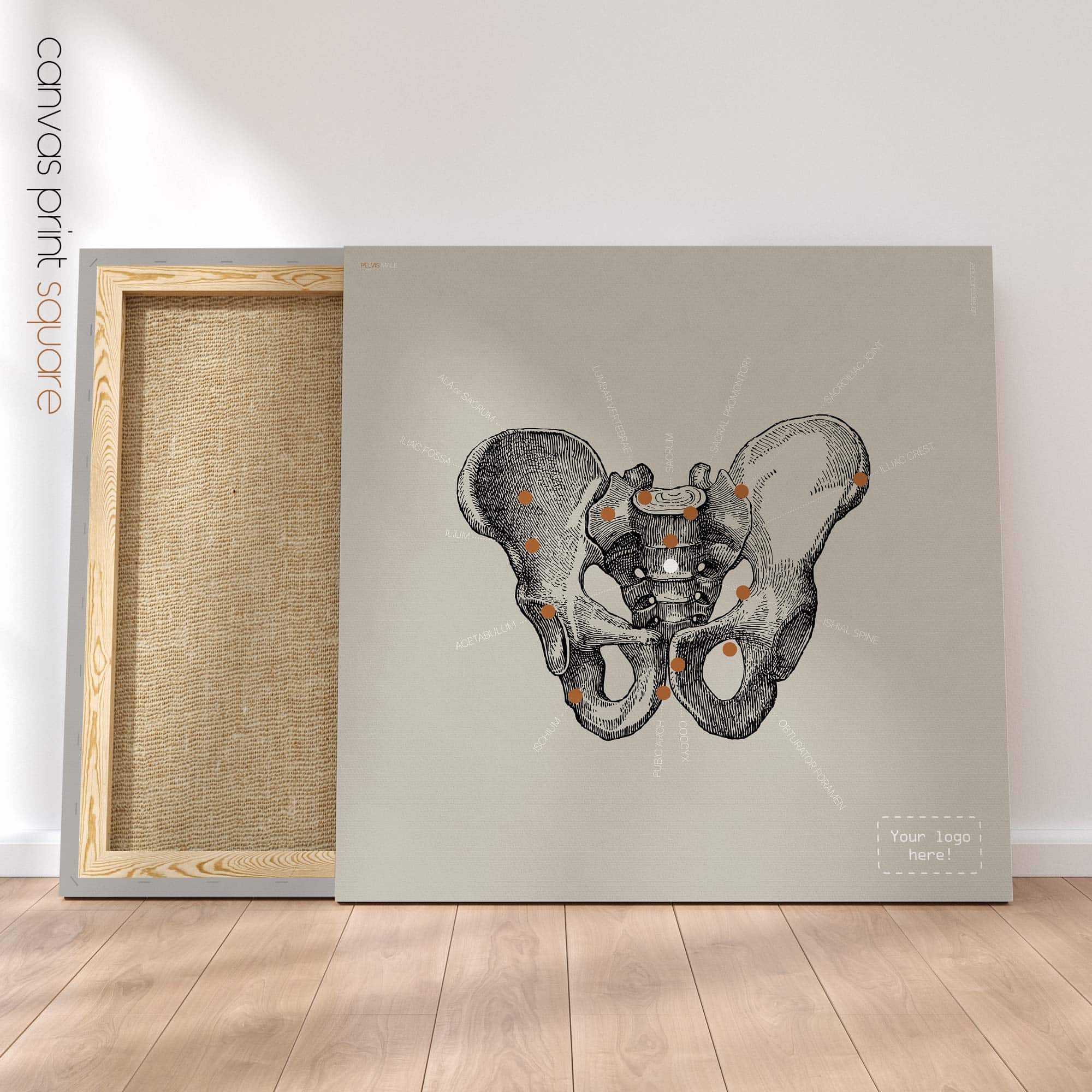 Anatomy of the pelvis