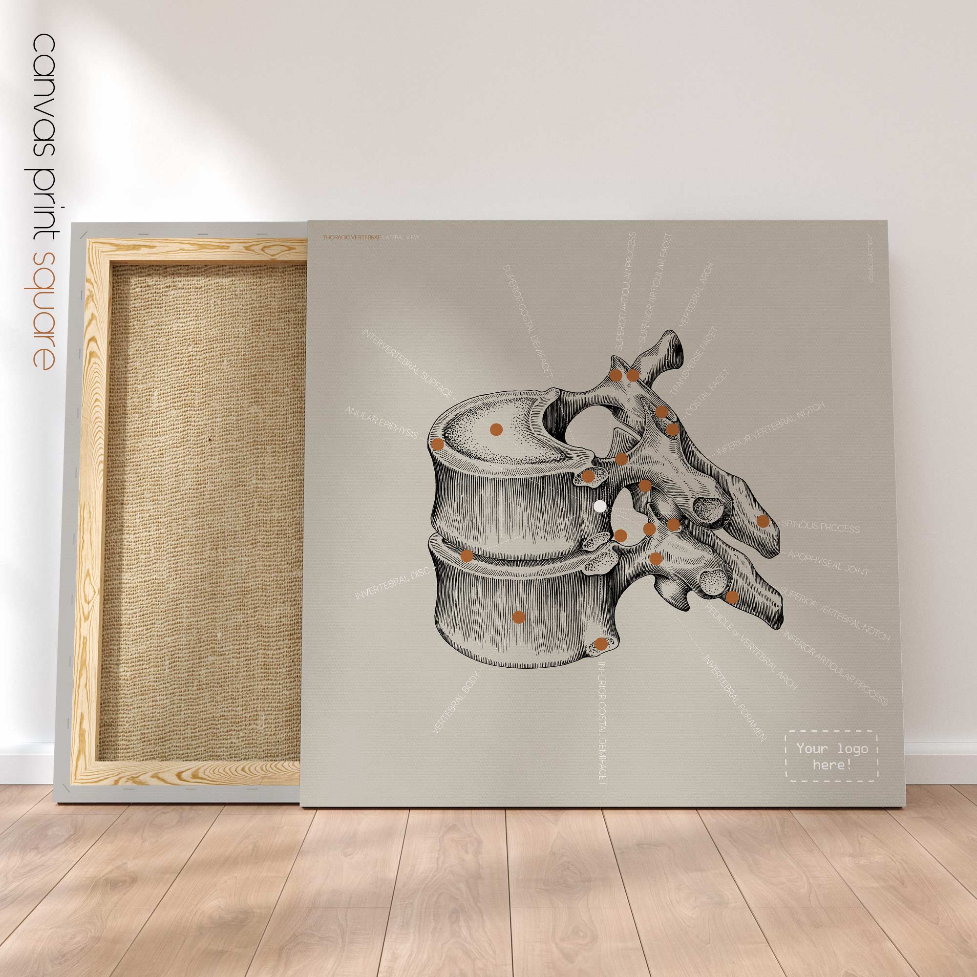 Thoracic Vertebrae. Vintage anatomy and physiology artwork from educare.design