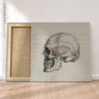 Linea sfenoidale temporale