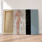 Lymphatisches System, Anatomie und Physiologie Kunstwerke von educare.design