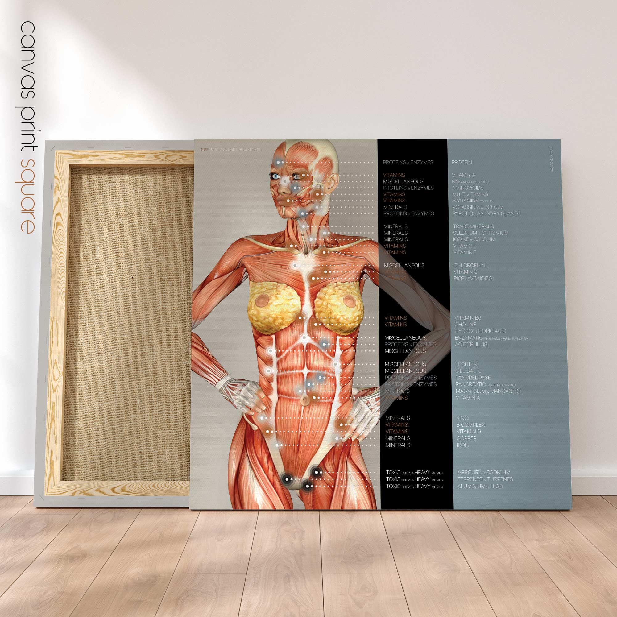 Points réflexes de l'énergie nutritionnelle. Dessin d'anatomie et de physiologie d'educare.design