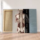 Postural Assessment and Scoliosis. Anatomy and physiology artwork from educare.design