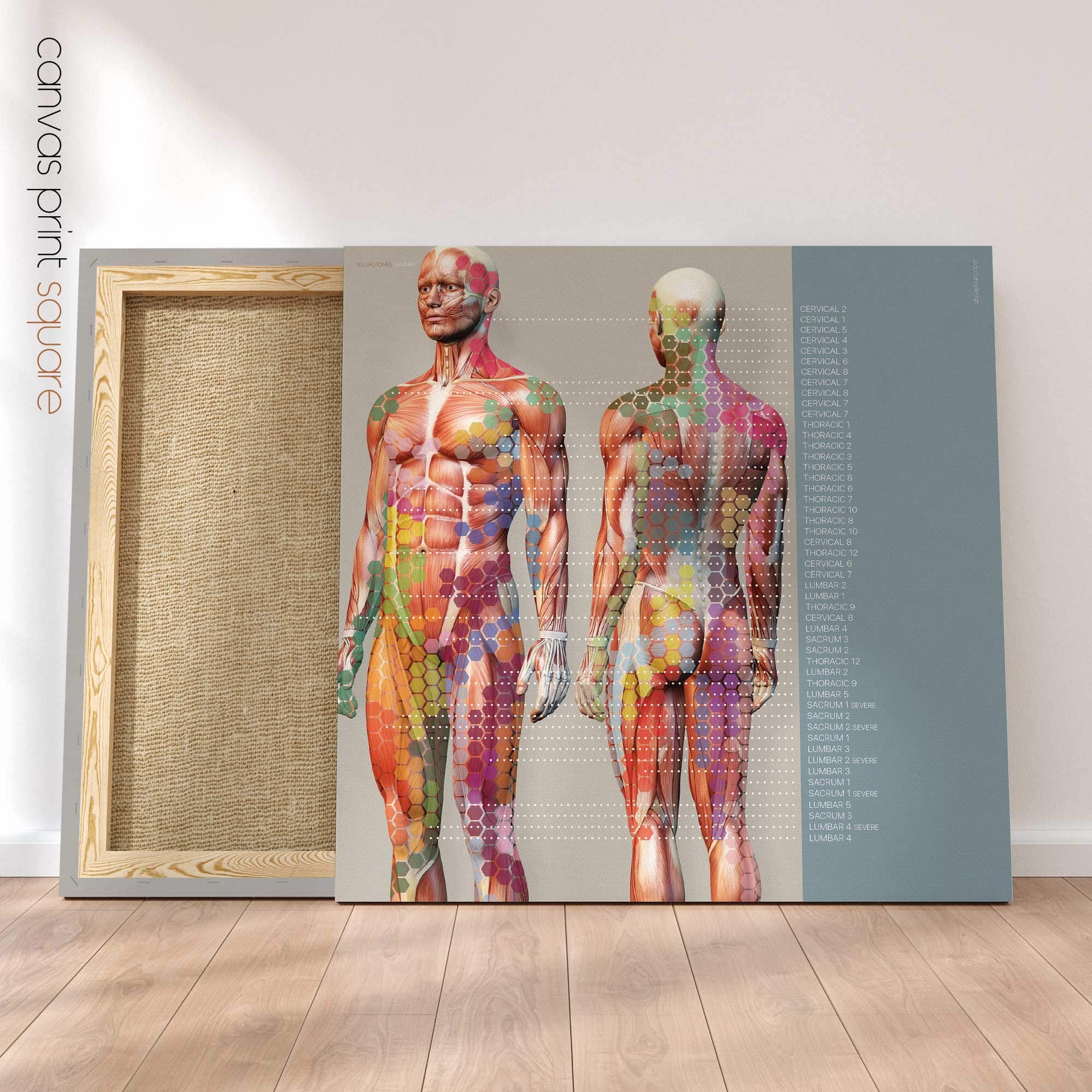 Mappa del dolore degli sclerotomi. Opere d'arte di anatomia e fisiologia da educare.design