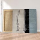 Fonction des Nerfs Spinaux