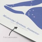 Abstract Posterior Muscular System anatomy chart for clinics