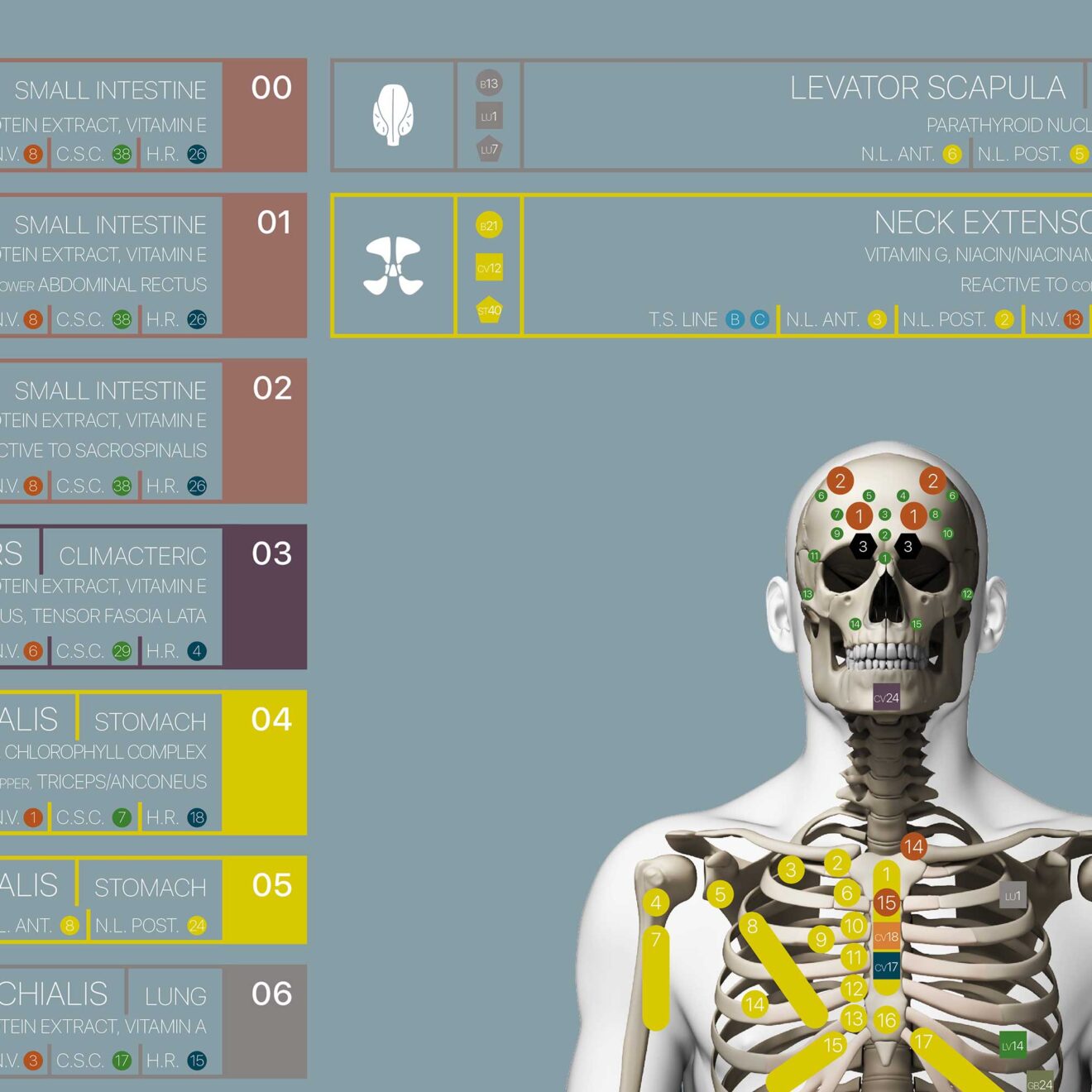 Applied Kinesiology Chart from educare.design